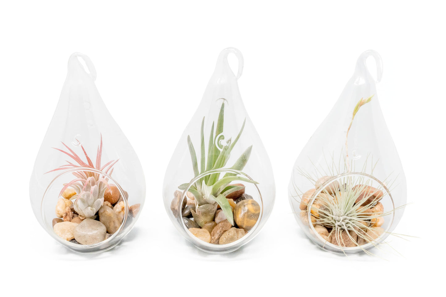 Airy Teardrop Terrarium with Stones and Air Plant