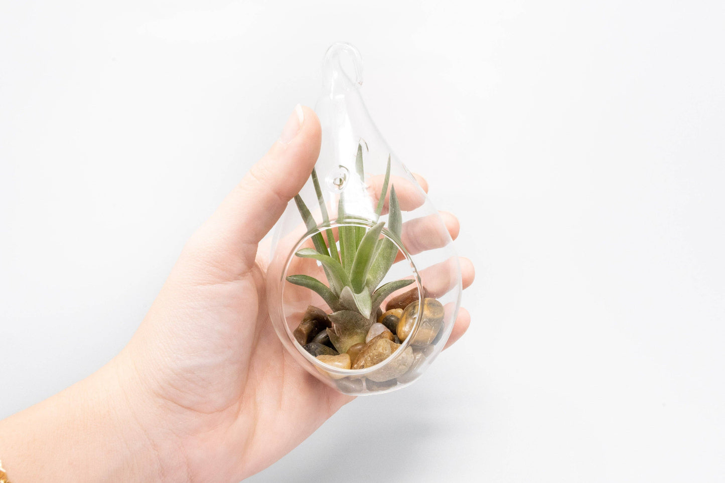 Airy Teardrop Terrarium with Stones and Air Plant