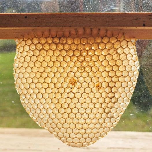 Floral Skull Candle - 100% Beeswax - Handmade