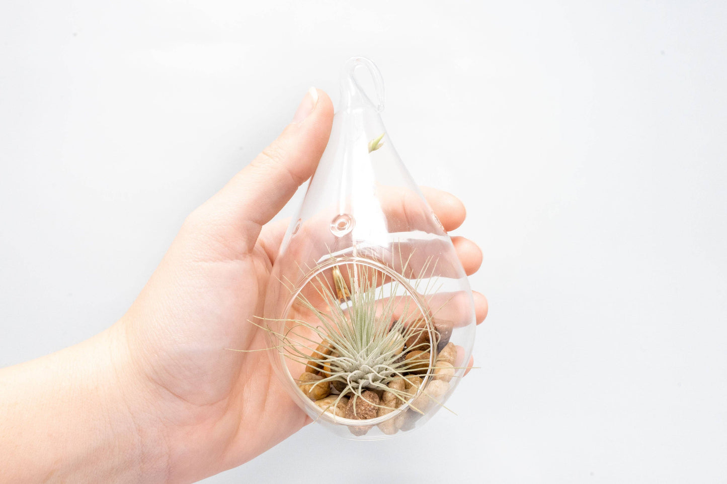 Airy Teardrop Terrarium with Stones and Air Plant