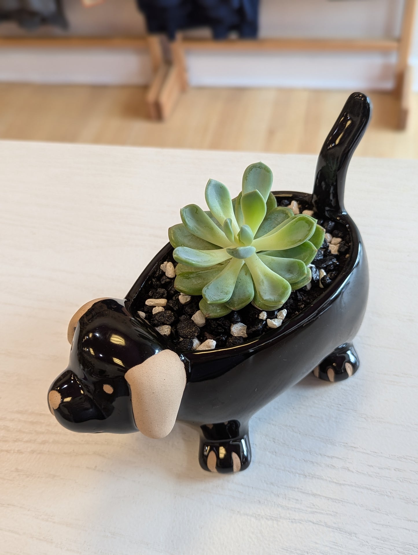 Doggy Planter w/ Succulent