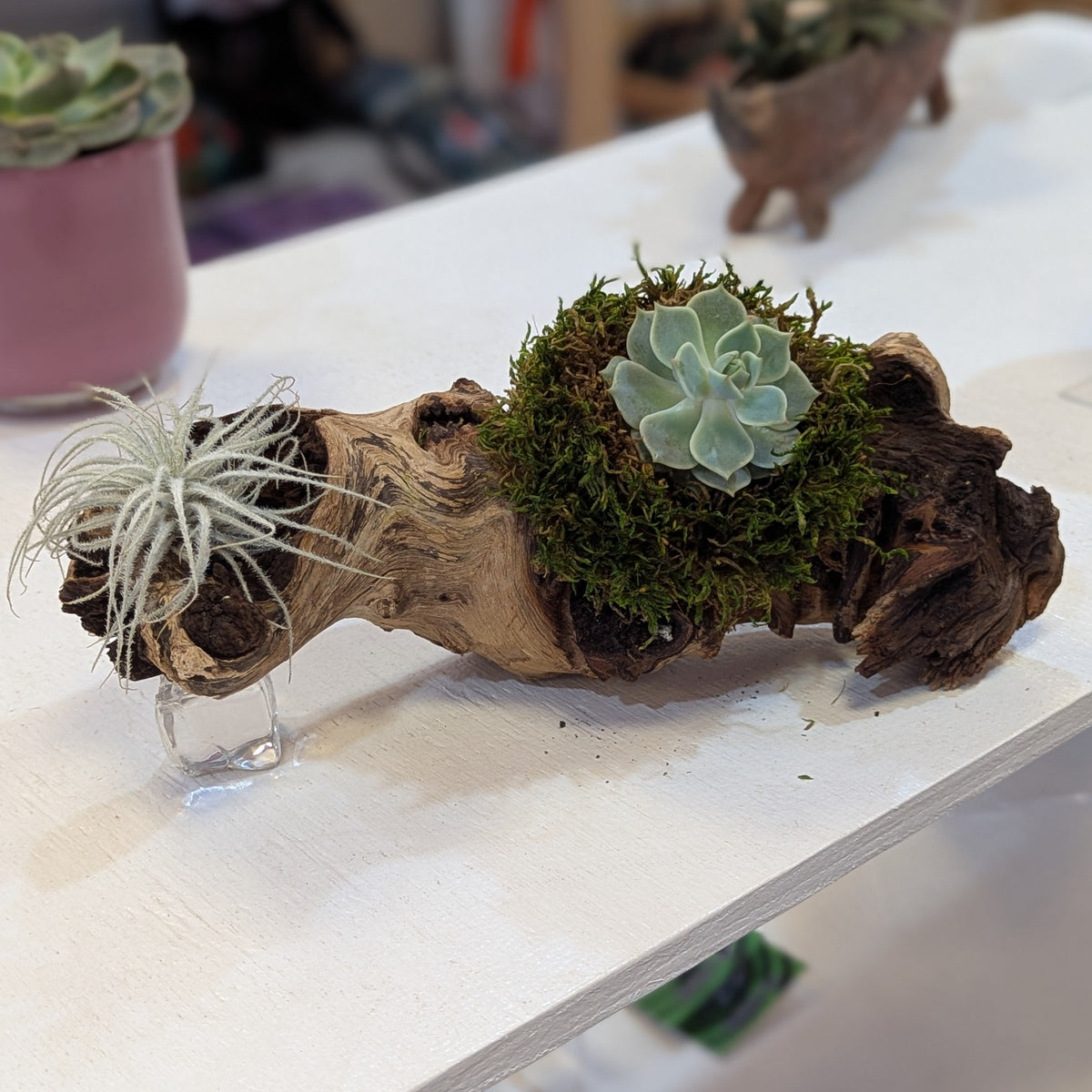 Drift Wood Planter w/ Plants