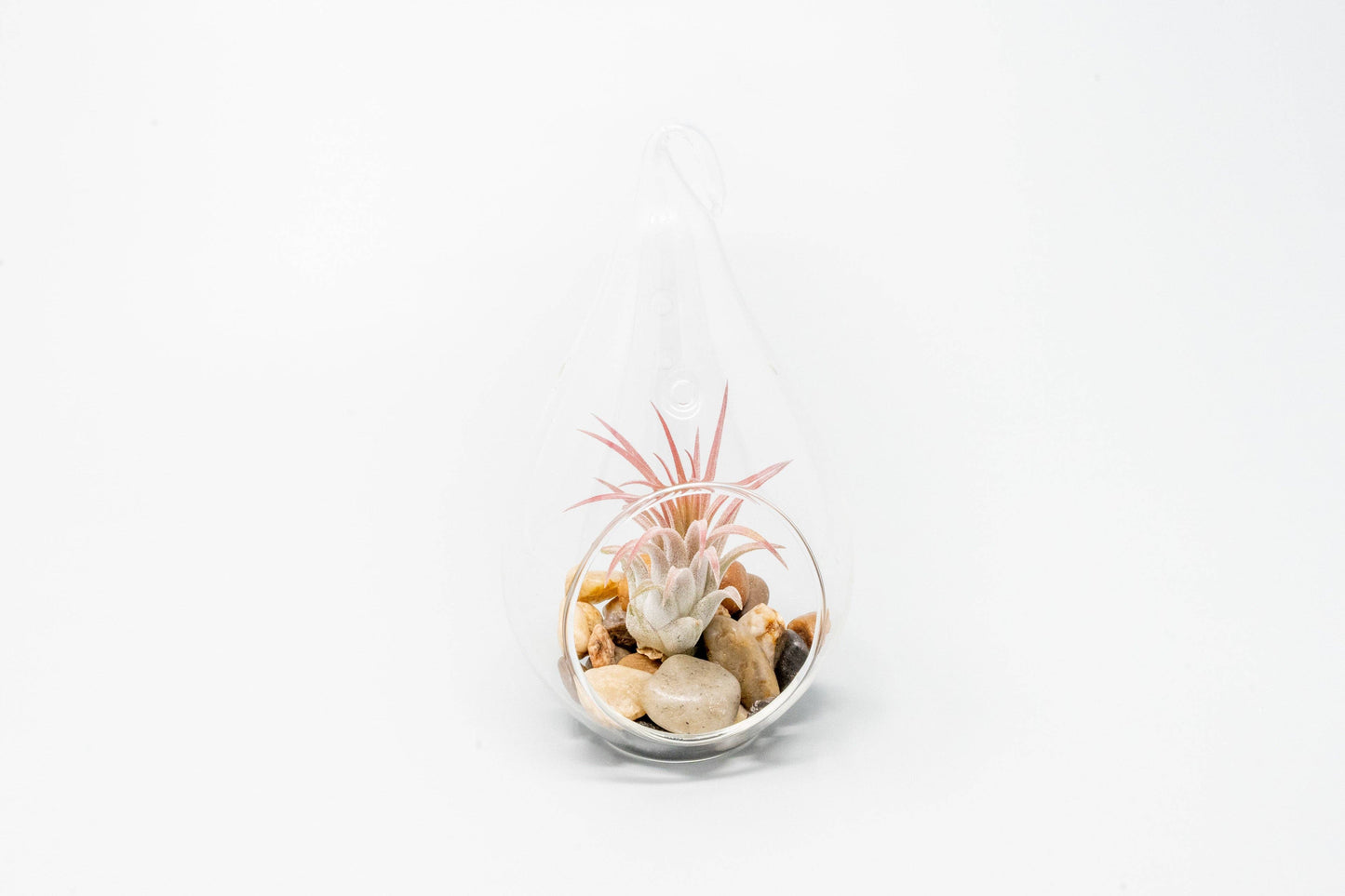 Airy Teardrop Terrarium with Stones and Air Plant