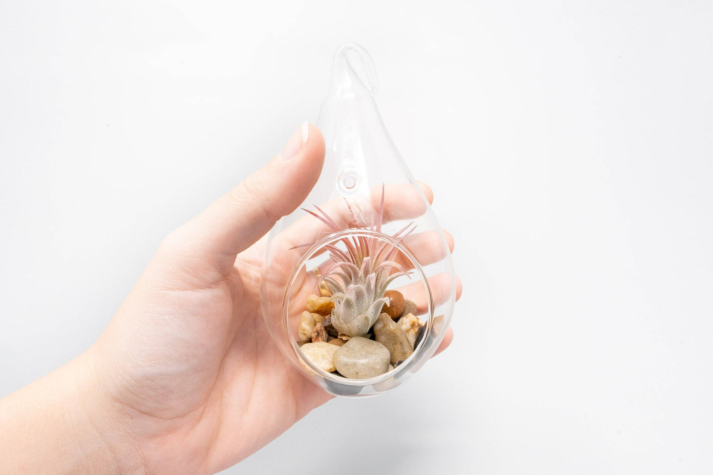 Airy Teardrop Terrarium with Stones and Air Plant