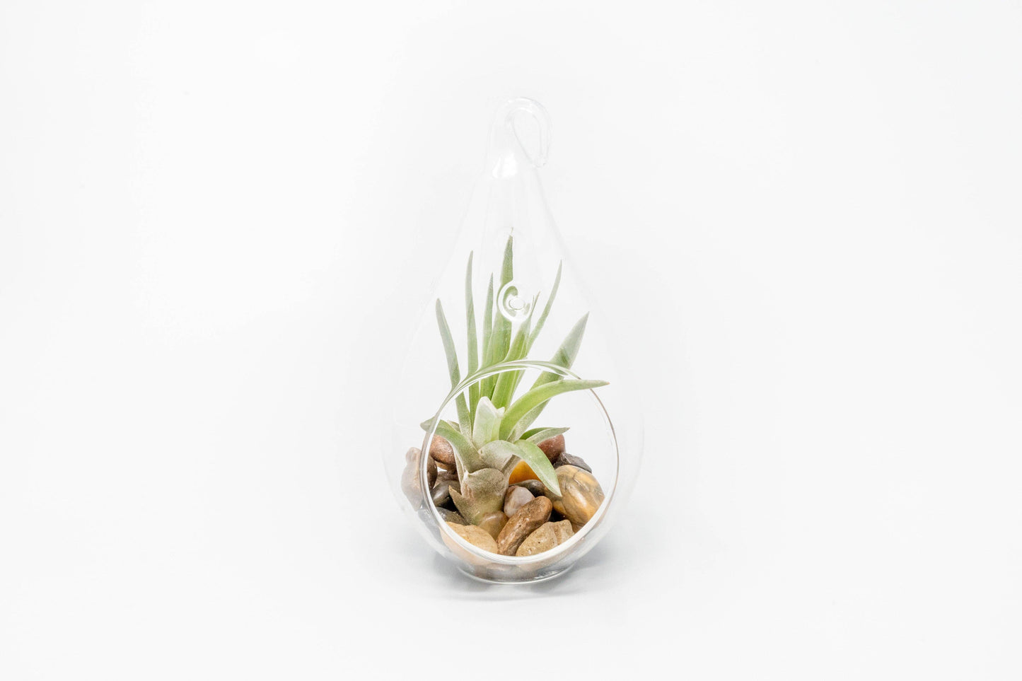 Airy Teardrop Terrarium with Stones and Air Plant