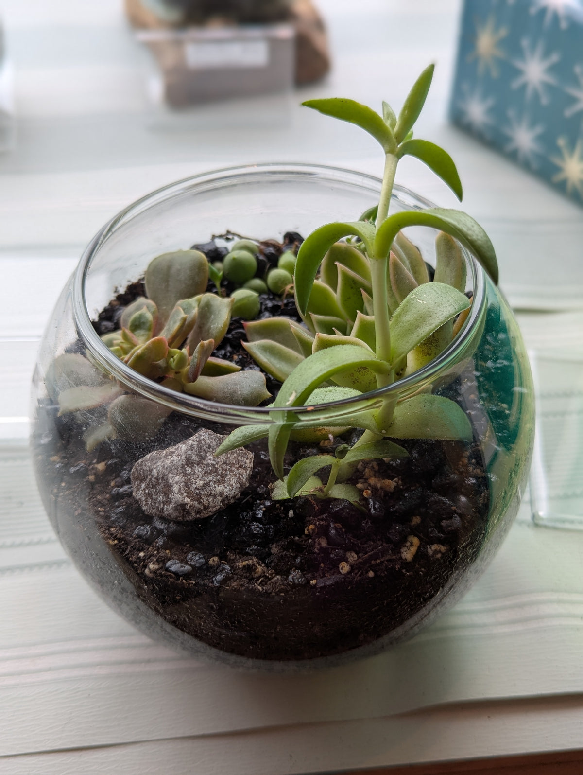 Fish Bowl Planter w/Succulents