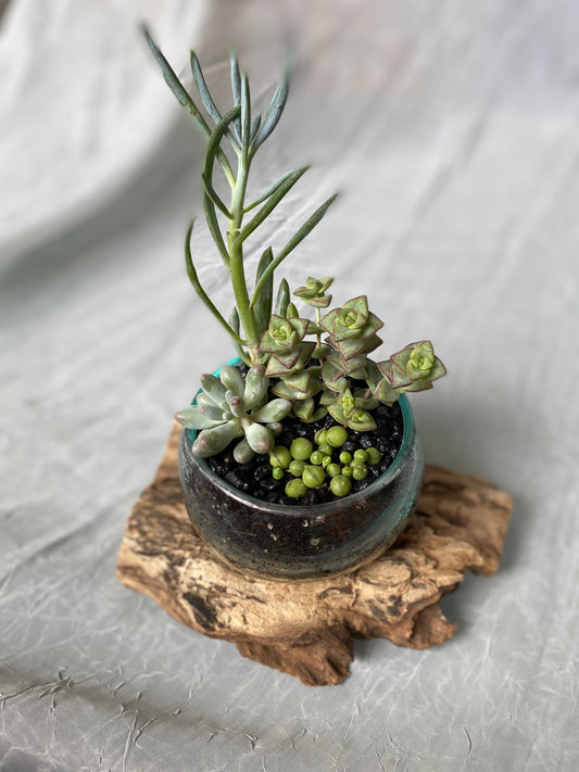 Molten Planter w/Succulents