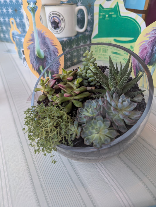 Large Succulent