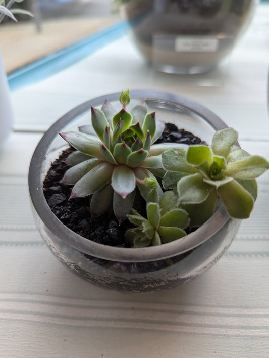 Small Planter w/Succulents