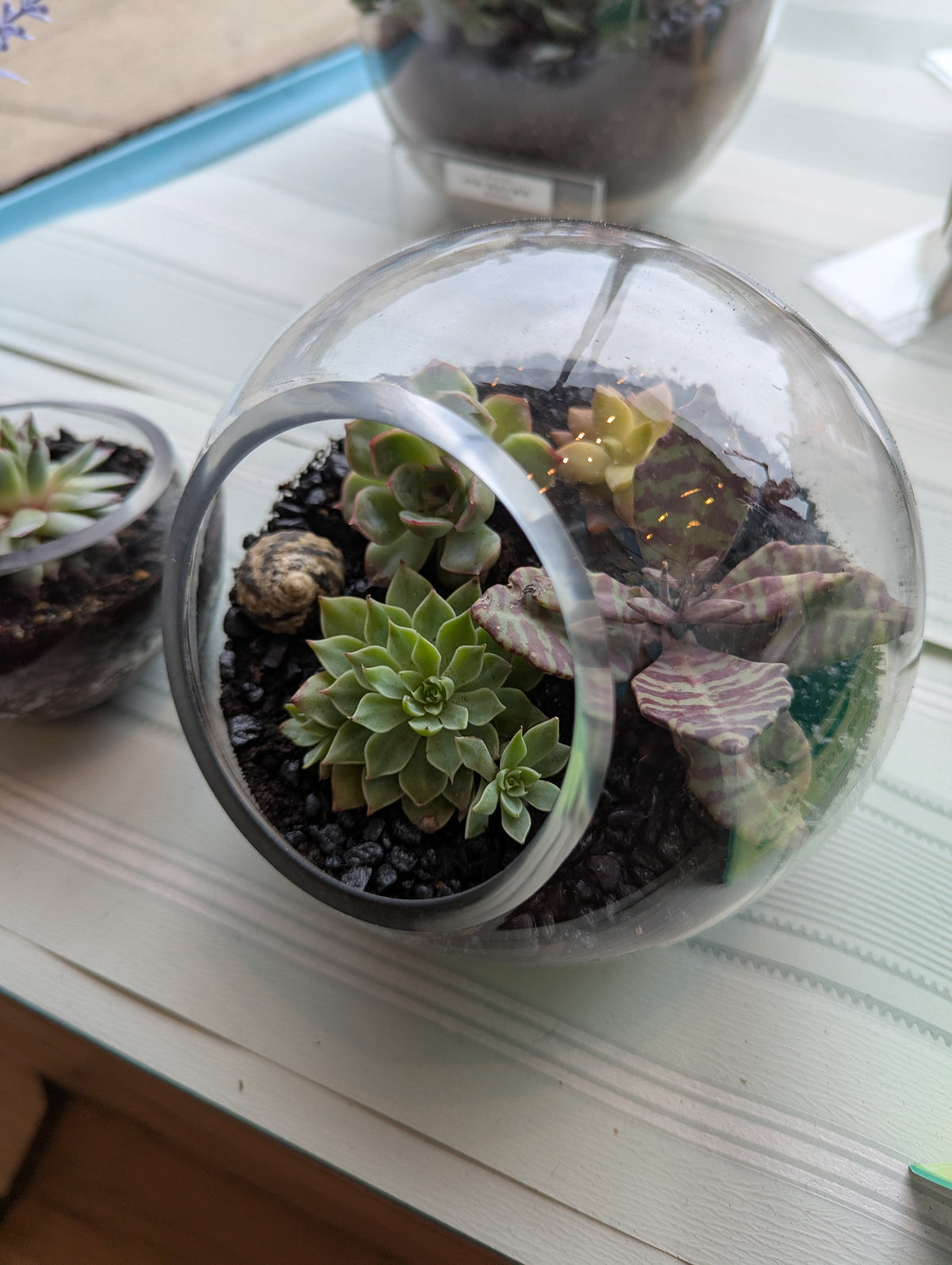 Medium Planter w/Succulents