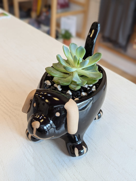 Doggy Planter w/ Succulent