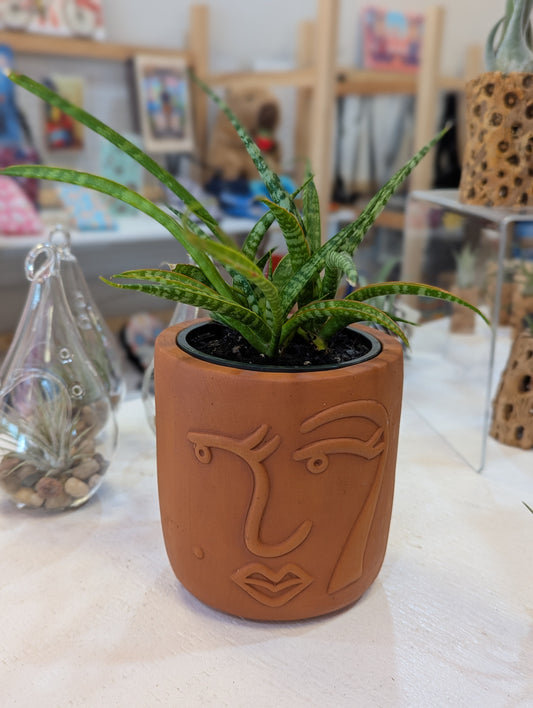 Snake Plant Face Planter w/Succulents