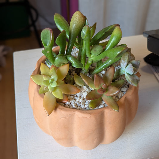 Pumpkin Planter w/ Succulents