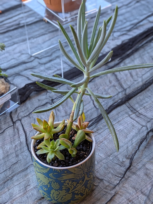 Floral Birds Green/Blue Planter w/ Succulents