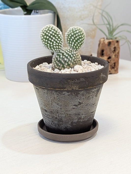 Cactus in Dark Grey Planter