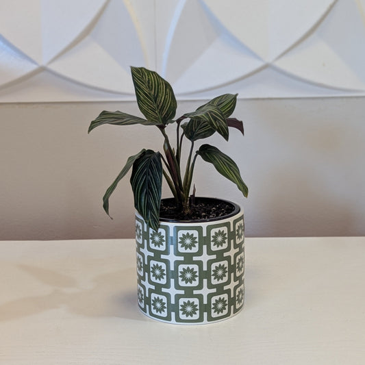 Green Squares & Flowers Planter w/ plant