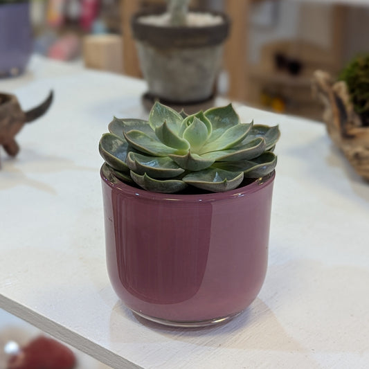 Purple Planter w/ Succulents