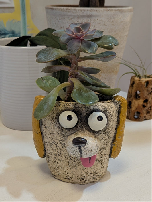 Dog Face w/ Potted Plants