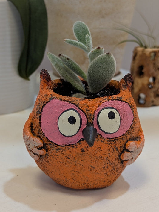 Owl w/ Potted Plants