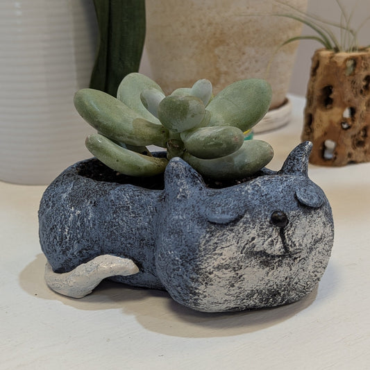 Cat w/ Potted Plants