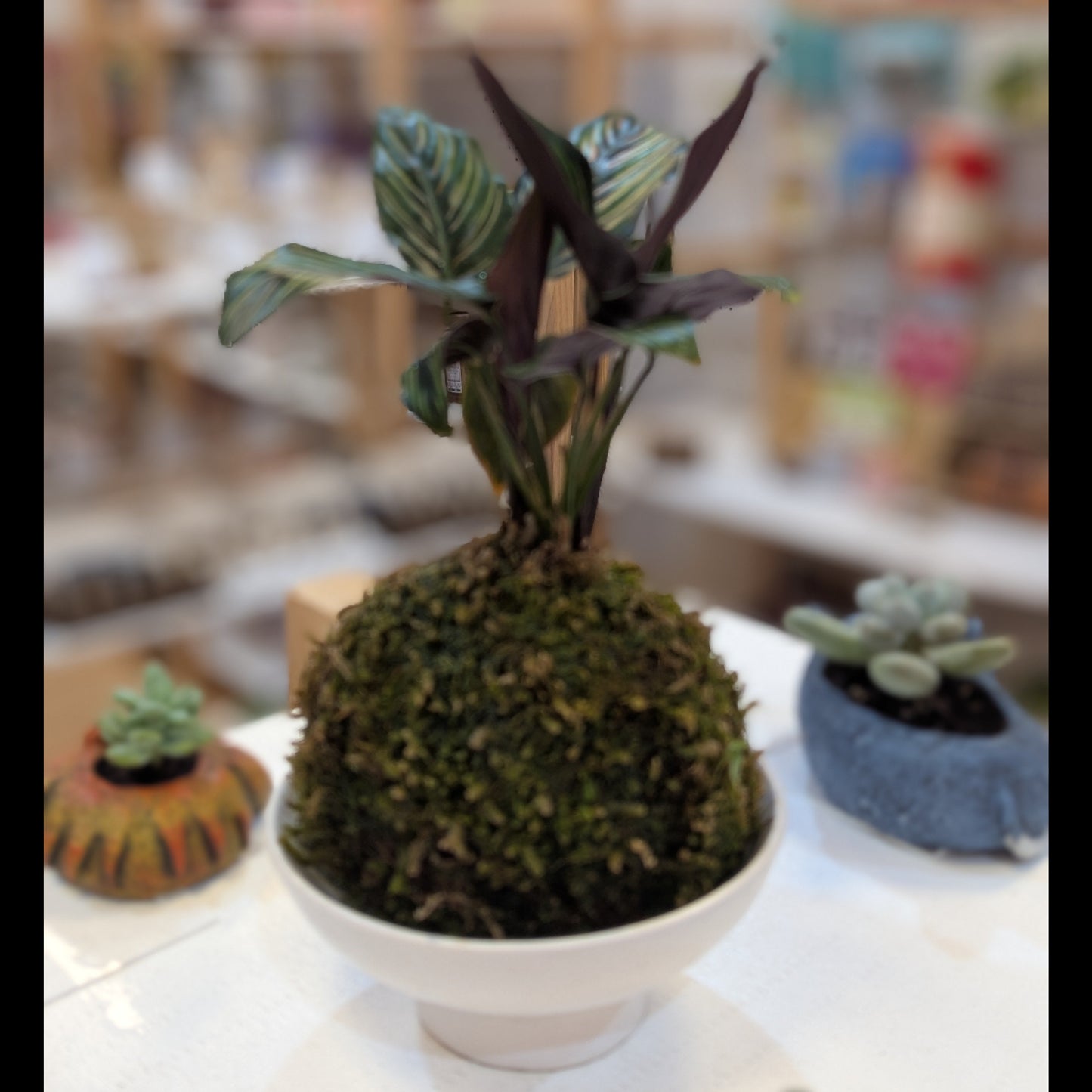 Decorative Kokedama plant in a white pot on a table with blurred background