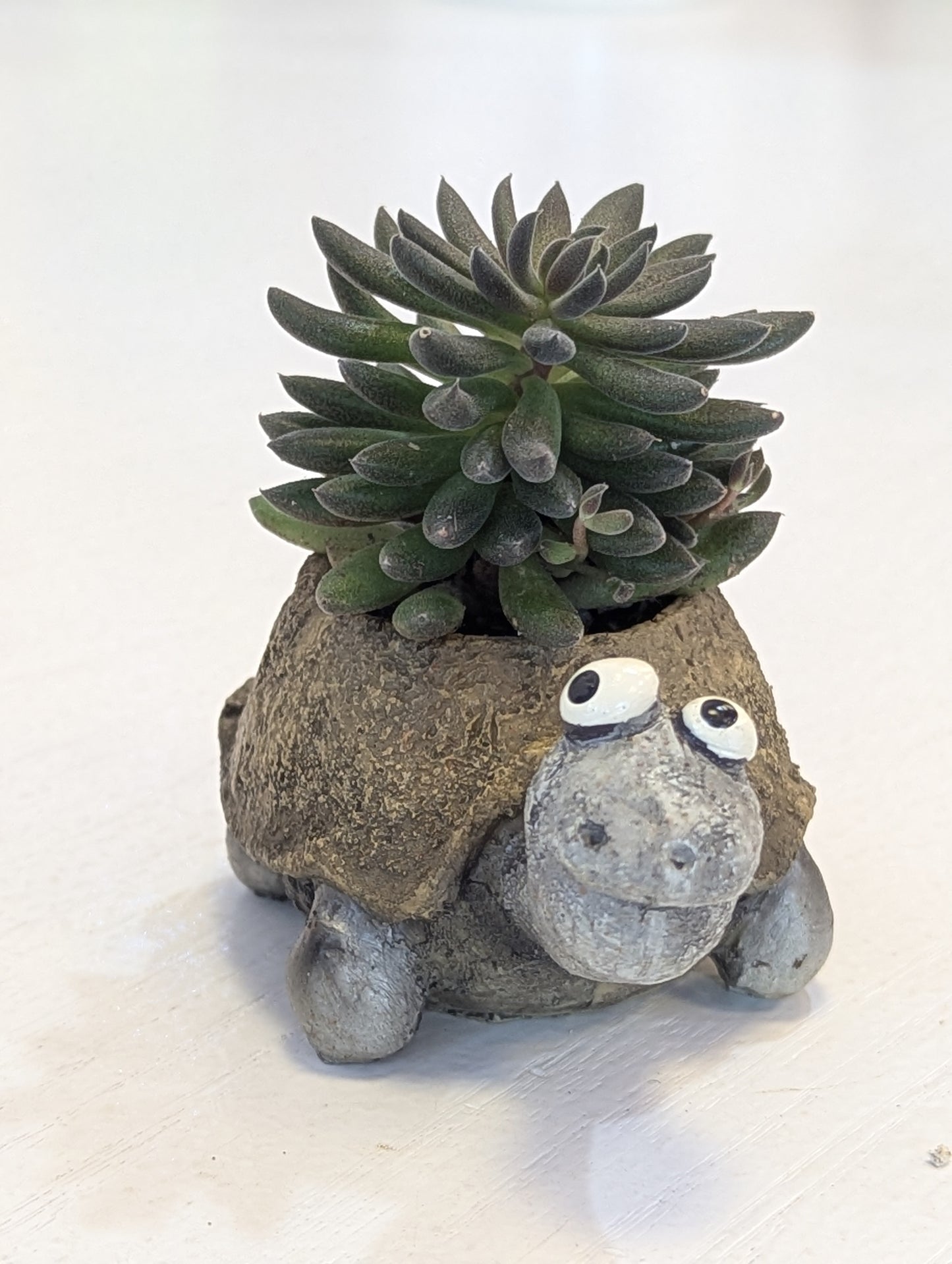 Baby Tortoise Mini Blobhouse Planter