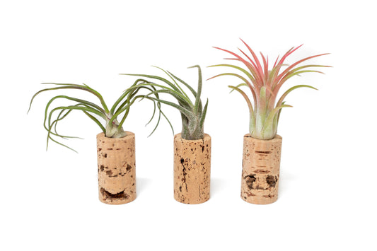 Wine Cork Magnets with Air Plants