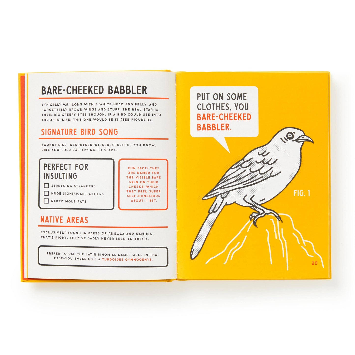 Illustrated Guide to Birds That Sound like Insults