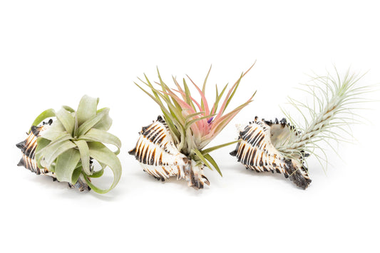 Black Murex Seashell with Air Plants